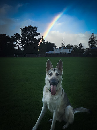 kdog